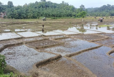 26 Hektar Lahan Sawah Milik Masyarakat Talo, Siap Tanam Padi Unggul 