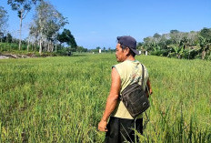 Petani Keluhkan Hama Tikus, Produksi Gabah Menurun