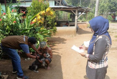Dinas Pertanian Seluma, Terus Gencarkan Sweeping Vaksin Rabies