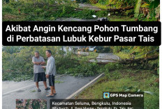 Pohon Tumbang, Akses Jalan Sempat Terputus Total