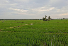 Janji Bakal Tindak Tegas, Dinas Pertanian Larang Pupuk Subsidi Dijual di Atas HET