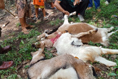 Macan Kumbang Mangsa Hewan Ternak, BKSDA Cek Lokasi