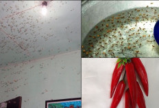 Cara Efektif Mengusir Laron dari Rumah