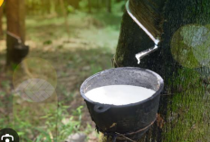 Musim Hujan Tiba, Petani Karet Merugi