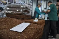 Industri Rokok Hadapi Ancaman PHK, Ada Larangan Bahan Tambahan