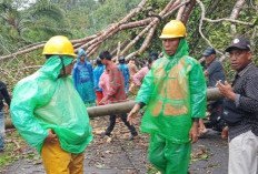 Cuaca Ekstrem, 4 Tiang Jaringan PLN di Seluma, Roboh