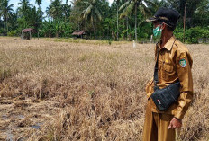 Penghasilan Petani Turun, Dampak Hama Wereng dan Tikus