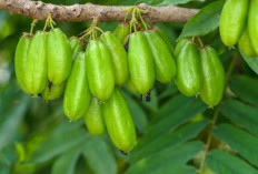 Manfaat Belimbing Wuluh untuk Kesehatan