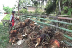 Sawit Ngetrek, Hasil Panen Turun Drastis