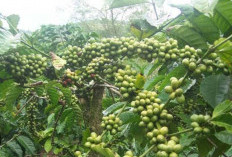 Inovasi Dalam Budidaya Kopi Melalui Metode Stek