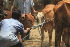 60 Kasus Penyakit Mulut dan Kuku, Ditemukan di Riau