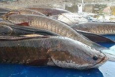 Sederet Manfaat Ikan Gabus, Bagi Kesehatan Tubuh, Ada Efek Penyembuhan Luka