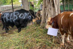 Prabowo Serahkan Sapi Kurban 1,25 Ton ke Masjid Istiqlal