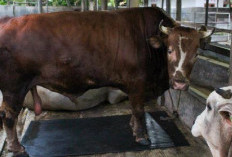 985 Sapi Kurban Prabowo Didistribusikan ke Berbagai Wilayah dan Lembaga