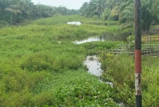 Normalisasi Sungai Belum Tuntas, Warga Penago Baru Kerap Terkena Muntaber, Saat Banjir Musiman