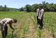 Polsek SAM Manfaatkan Perkarangan,  Program Ketahanan Pangan 