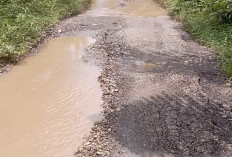 Jalan Provisi di Cinto Mandi BS, Memperihatinkan, Butuh Perbaikan