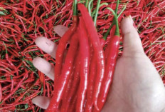 Harga Cabai Merah Rp 45.000 per Kilogram, Warga Masih Mengeluh