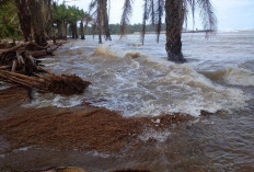 Ancaman Abrasi, 75 Hektare Sawah Terendam Banjir ROB, Program Ketahanan Pangan Terancam Gagal