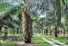 Petani Harap Harga TBS Tidak Turun