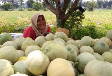 Digandrungi Banyak Orang, Berikut Belasan Manfaat Buah Melon Bagi Tubuh