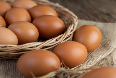 Apa Saja Manfaat telur bagi kesehatan? Ini Rangkumannya...