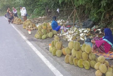 Seluma Musim Durian, Harga Variatif, Mulai Rp10 Ribuan