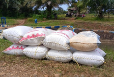 Petani Seluma, Keluhkan Harga Gabah di Bawah HPP, Minta Pemerintah Turun Tangan