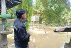 Ibu Hamil di Nunukan Tewas Diterkam Buaya Saat Memasak di Dapur
