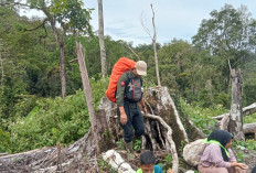 Dampak dan Ancaman Perambahan Hutan bagi Kelestarian Lingkungan