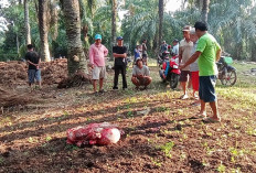 Waspada Curnak, 2 Ekor Sapi Warga Talang Tinggi Diracun Lalu Dipotong