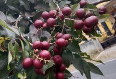 Kelengkeng Merah, Buah yang Kaya Manfaat untuk Kesehatan