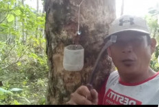 Harga Karet Anjlok, Petani Bengkulu Selatan Menjerit