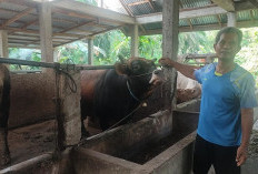 Diprediksi Jelang Hari Raya Harga Sapi Naik, Peternak Waspada Penyebaran Penyakit