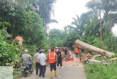 BPBD BS Evakuasi Pohon Tumbang, Sempat Telan Korban Jiwa