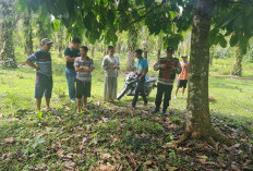 Gunakan Mobil Pickup, Pelaku Curnak Gasak Empat Sapi Warga Penago Baru