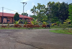 Ini Parah ni, Sapi Berkeliaran di Komplek Rumdin 