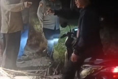 Pulang Ngapel dari Rumah Calon Istri, Pemuda di Ilir Talo Dibegal di Jalur Perkebunan Sawit