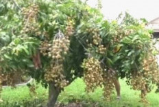  Atasi Kelengkeng Supaya Berbuah Lebat