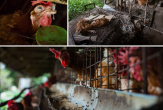   Komitmen Marriott untuk Bebas Kandang Tahun 2025 Menjadi Sorotan,  Kunjungan Lapangan Belum Clean