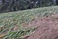   Ratusan Hektare Lahan Pertanian di Seluma Rusak Diterjang Banjir, Petani Merugi Besar