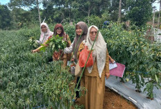 Manfaatkan Pekarangan Untuk Budidaya Tanaman