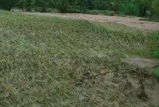 Dilanda Banjir, Belasan Hektar Padi Warga Lubuk Resam Rusak
