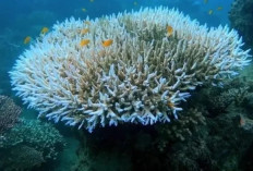 Krisis Iklim Menggila: Dampak Pemanasan Global, Terumbu Karang Memutih Massal