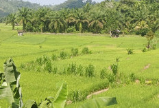 Kemarau dan Tikus, Akibatkan Panen Anjlok 25 Persen!