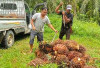 Ramadan, Harga TBS Turun Jadi Rp 2.500/Kg, Harga Sembako Naik