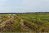 Produktivitas Cetak Sawah Rakyat Seluma Masih Rendah, Distan Optimistis Meningkat pada Musim Tanam Kedua
