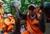  Operasi Pemusnahan Ikan Sapu-sapu di Jakarta, 68.800 Ekor Berhasil Ditangkap