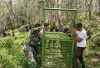 Pancing Harimau, BKSDA, Pasang Jebakan Kerangkeng