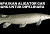 Ikan Aligator Gar dan Predator Lain, Dilrang Dipelihara dan Diperjualbelikan